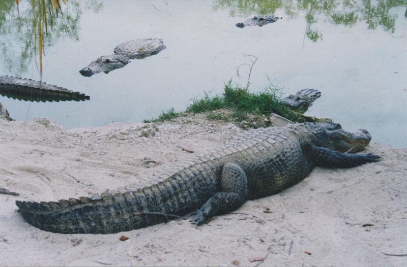 014-Alligator Park, Florida.jpg